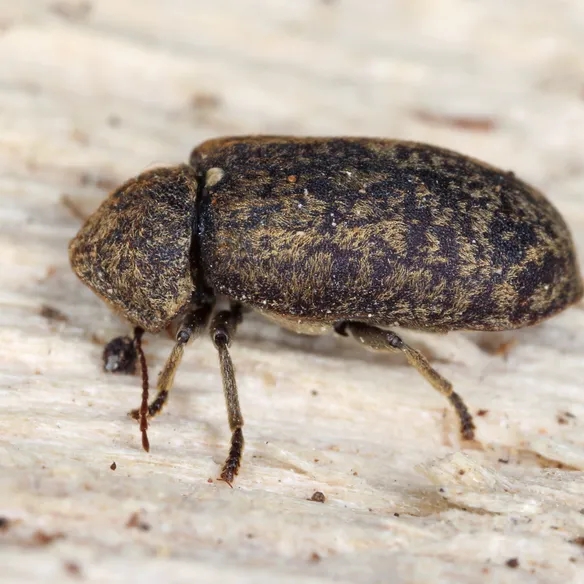 Eine Totenuhr ist zu sehen, wie sie auf Holz herumkrabbelt